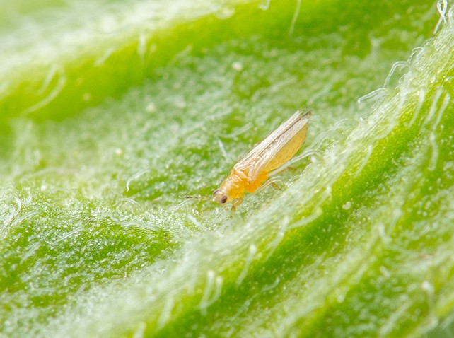 Thrips