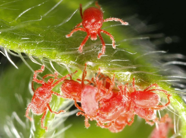 Acariens rouges